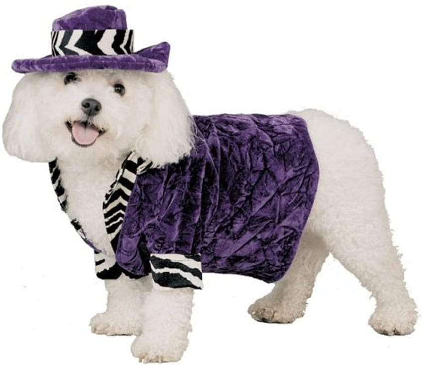 PIMP HALLOWEEN COSTUME, dog, halloween, purple, costume, cute HD wallpaper