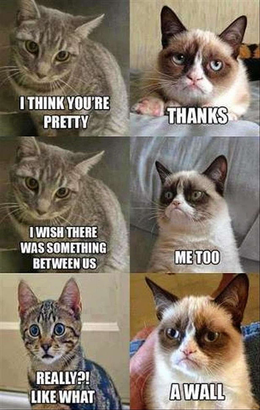 Happy Birtay Funny Cat Meme Fo Happy Birtay Funny Cat Meme. Śmieszne dowcipy o zwierzętach, zrzędliwy humor o kotach, dowcipy o kotach Tapeta na telefon HD