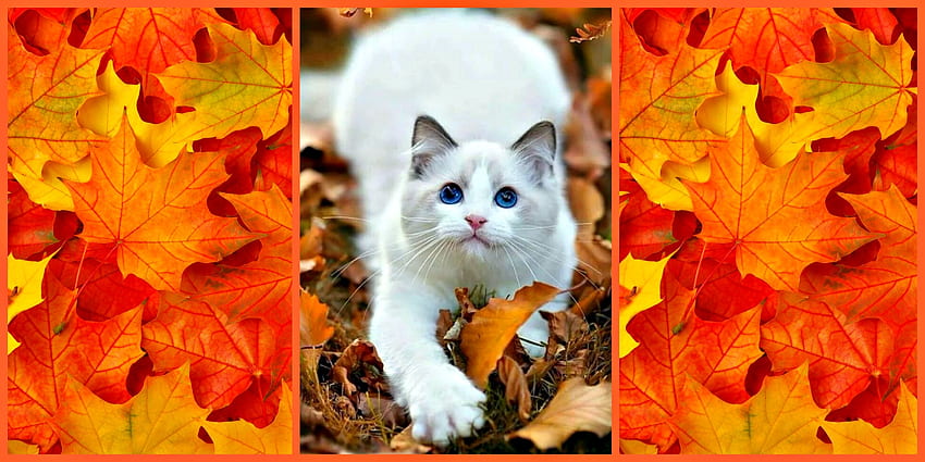 가을 흰 고양이, 동물, 흰색, 나뭇잎, 가을, 고양이 HD 월페이퍼