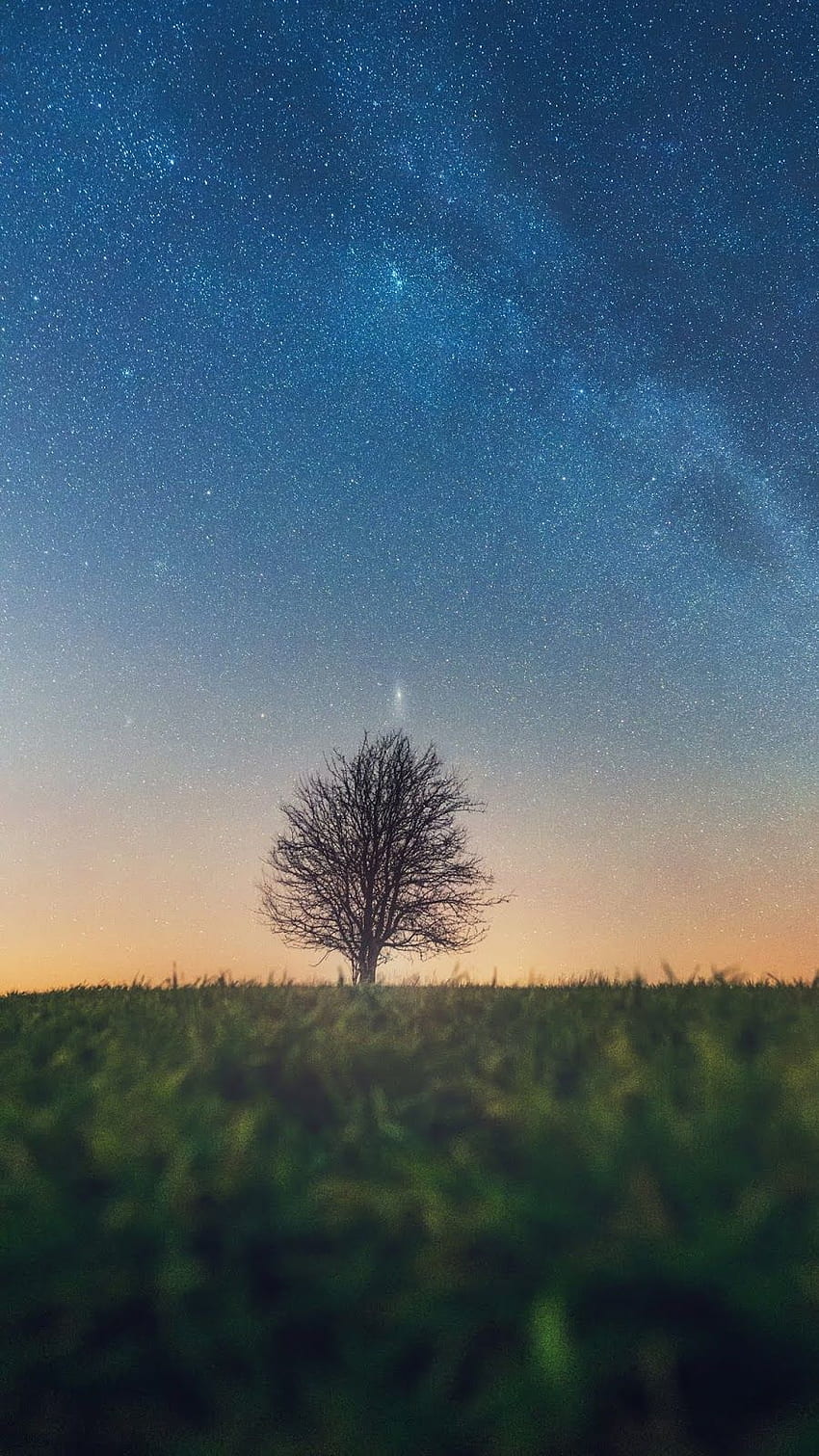Lonely tree in the starry sky HD phone wallpaper