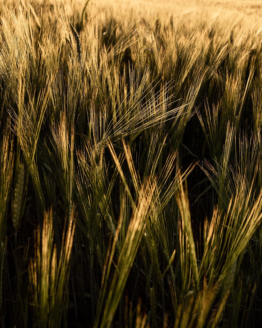 Nature, Grass, Plant, Field, Ears, Dry, Spikes HD phone wallpaper | Pxfuel