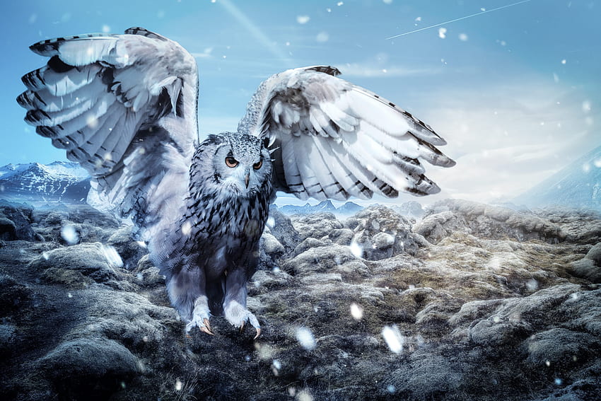 Inter Landscape Wintry Frost Bird 6k . U Background HD wallpaper