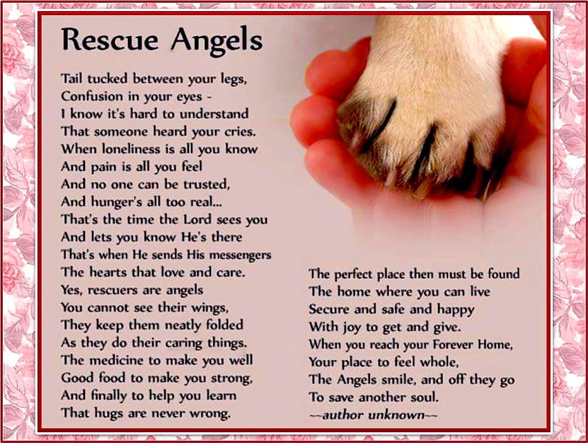 Rescue Angels – für Carmen, Puppenspieler, Poster, Freunde, die zusammenarbeiten, gerettete Tiere HD-Hintergrundbild