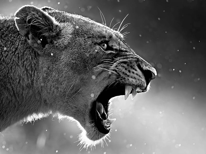 Lion Roaring animals , forest , king , lion , roar, Lion Roaring Ultra HD wallpaper