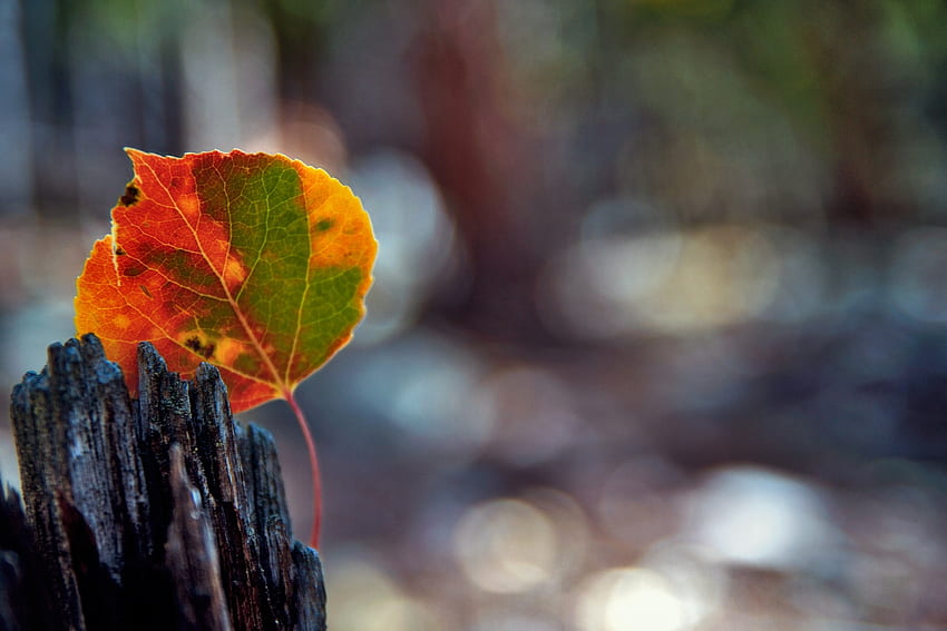 Autumn, Macro, Glare, Wood, Tree, Sheet, Leaf, Stains, Spots, Bark HD wallpaper