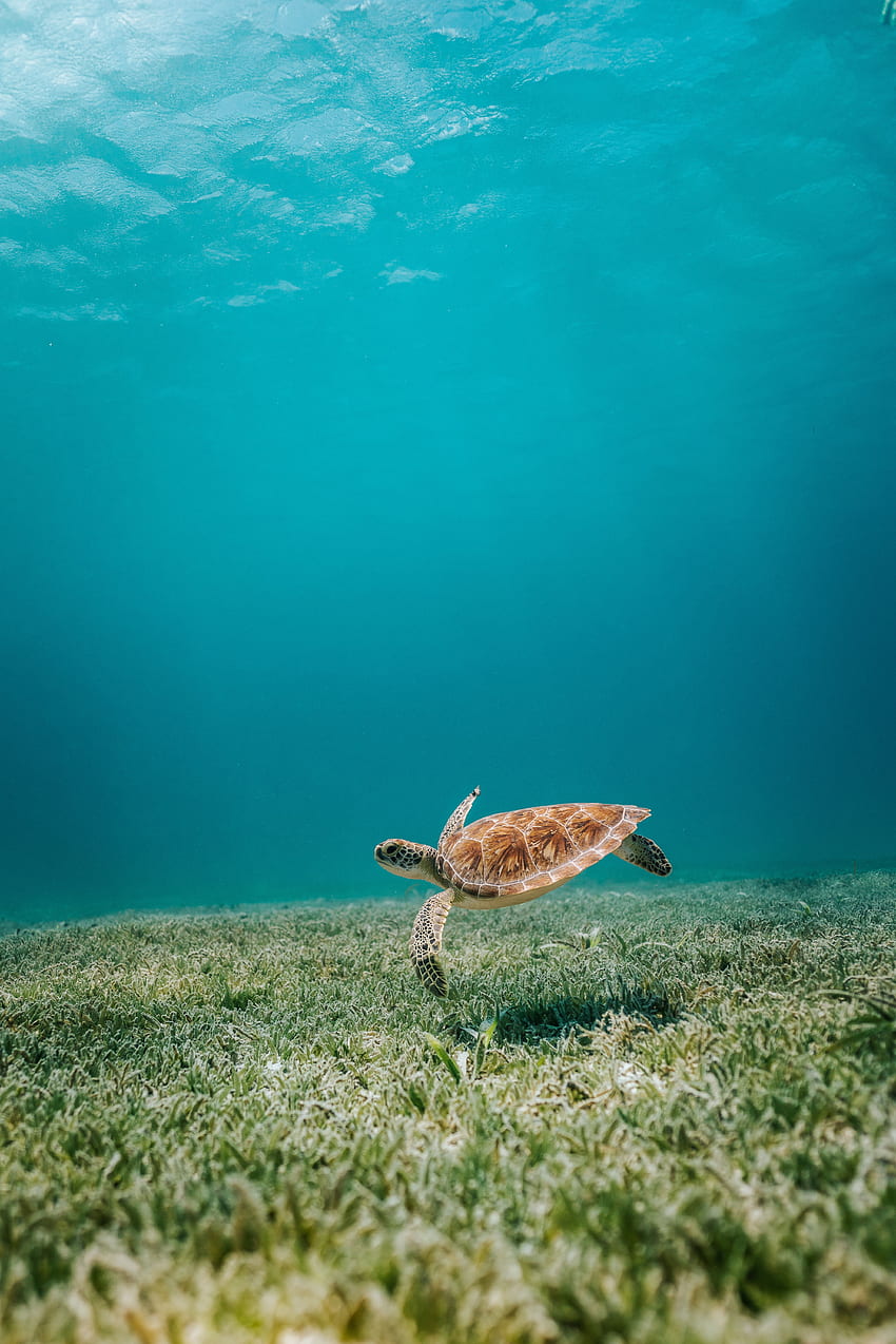 Animals, Water, Sea, Seaweed, Algae, Turtle, Bottom HD phone wallpaper
