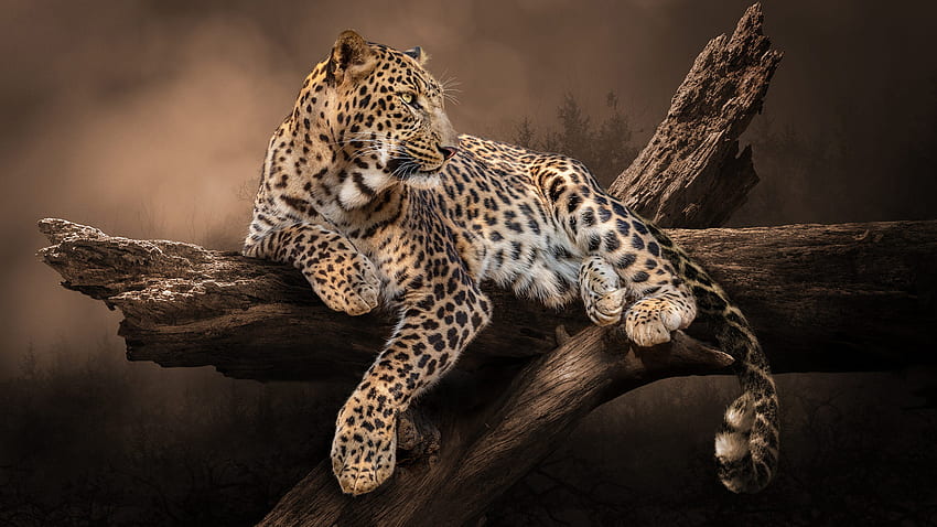 Leopard Leży Na Pniu Drzewa W Rozmycie Tła Lampart Tapeta HD