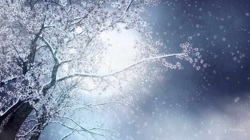 Late Spring Snow, blue, winter, spring, tree, blossoms, bright, snow, snowing, sakura, sky HD wallpaper