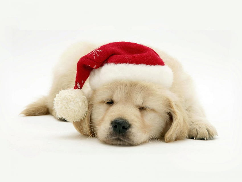 Merry Christmas-Dog สุนัข น่ารัก สุขสันต์วันคริสต์มาส วอลล์เปเปอร์ HD