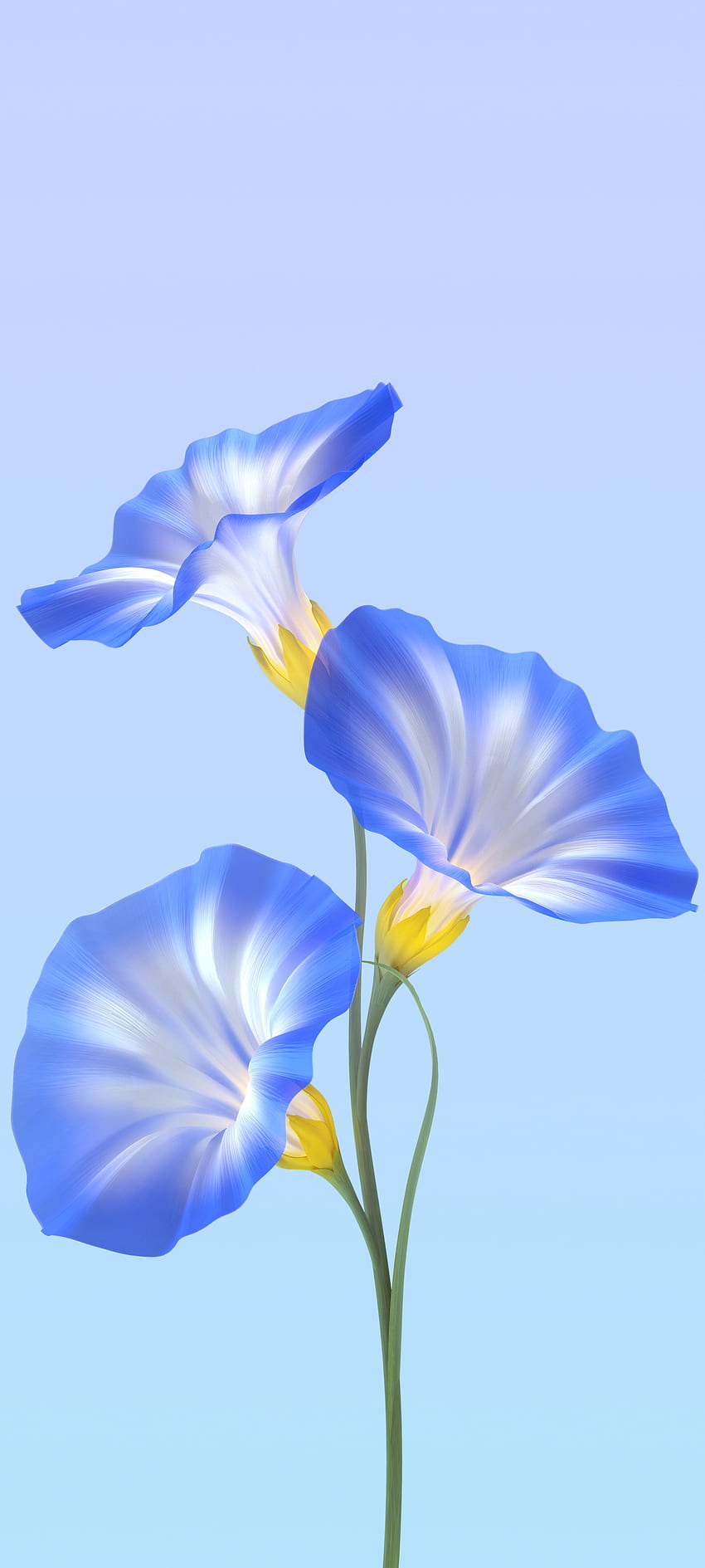 Blumen, Himmel, elektrisches Blau HD-Handy-Hintergrundbild