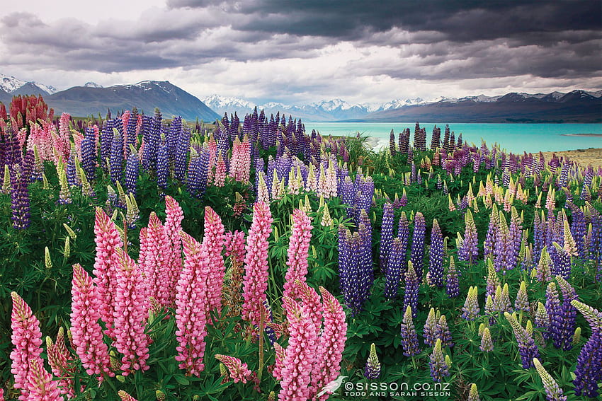 . The Autocracy, New Zealand Spring HD wallpaper