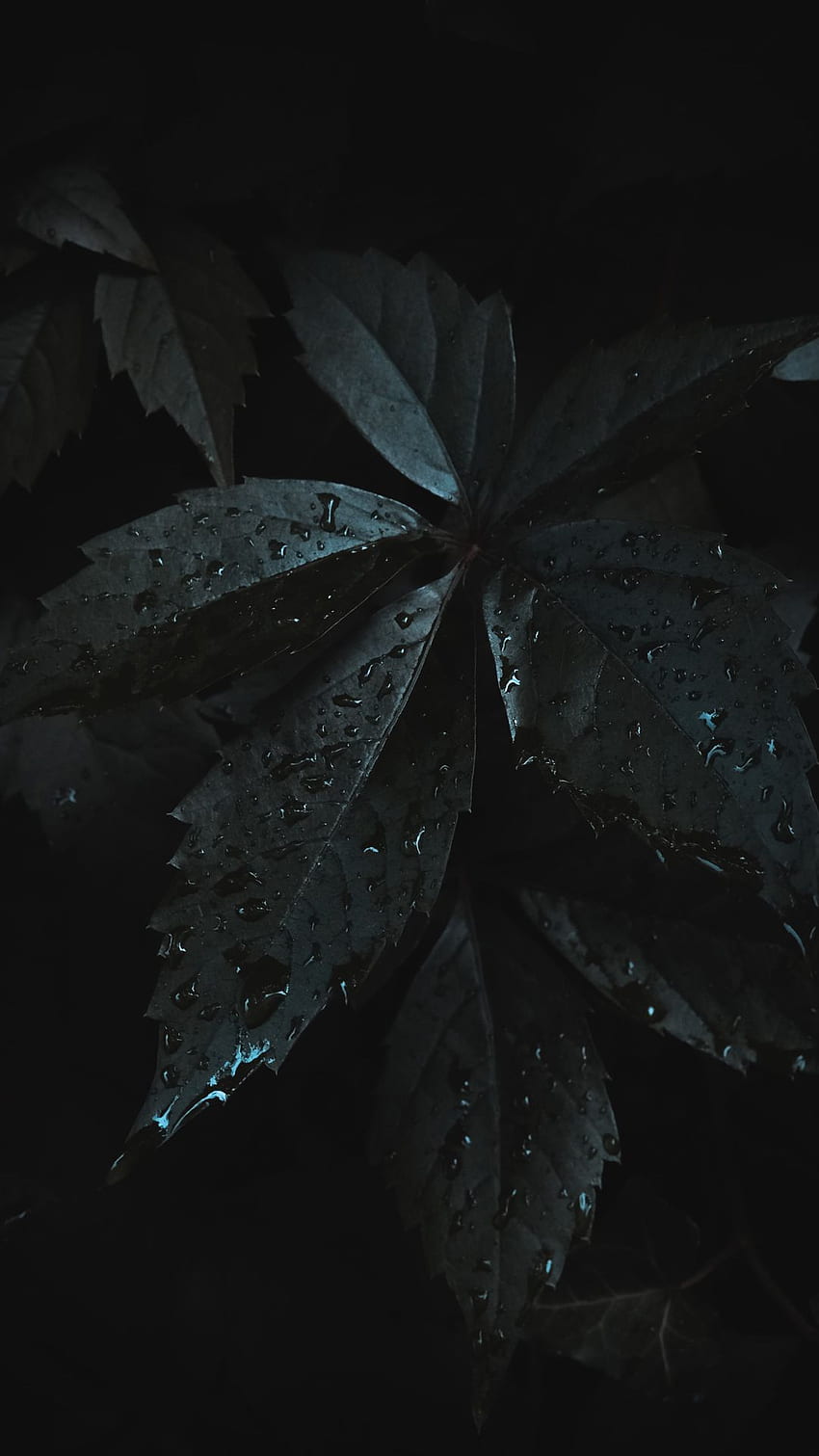 Dark Aesthetic Background For iPhone You'll Love. Glory of the Snow, Dark Leaves Aesthetic HD phone wallpaper