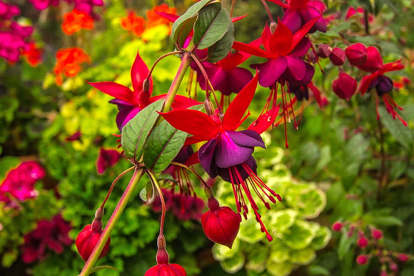 Fuchsia, musim panas, penuh warna, bunga, eksotis, taman, indah Wallpaper HD