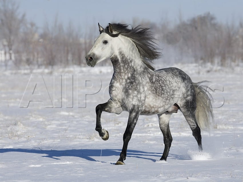 Zimowy koń, zima, hiszpański, andaluzyjski, konie, szary Tapeta HD