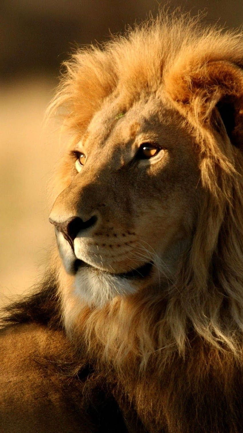 1080×1920 Lion Animals Lion iPhone 6. Wild animal , Lion , Lion graphy, Lion For Mobile วอลล์เปเปอร์โทรศัพท์ HD