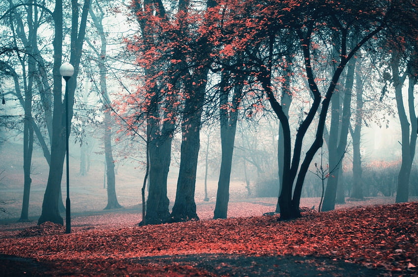 Fall, Trees, Fog, Autumn for Chromebook Pixel, Fog Autumn HD wallpaper ...