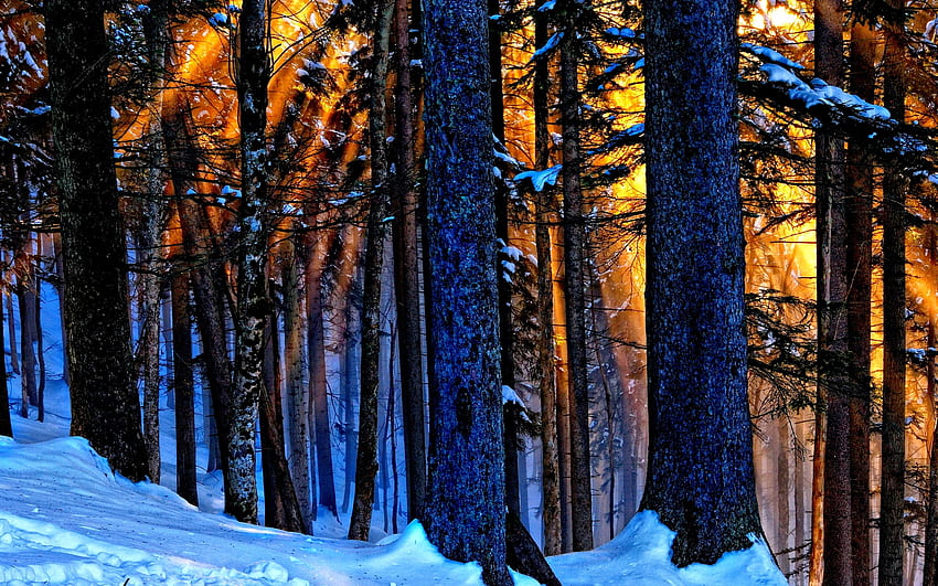 Bosque en invierno, árboles, rayos de sol, nieve, puesta de sol fondo de pantalla