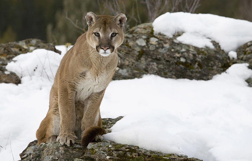 cat, snow, stone, Puma, mountain lion, Cougar HD wallpaper
