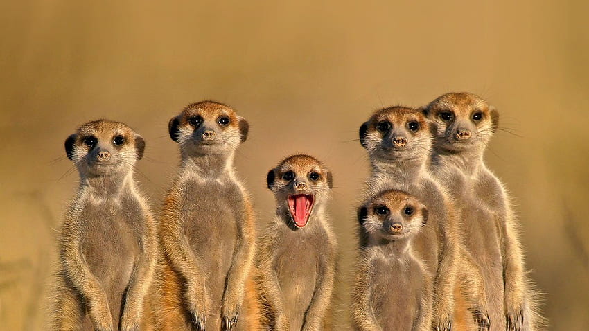 Meerkats in Botswana . Meerkats, Baby Meerkats HD wallpaper