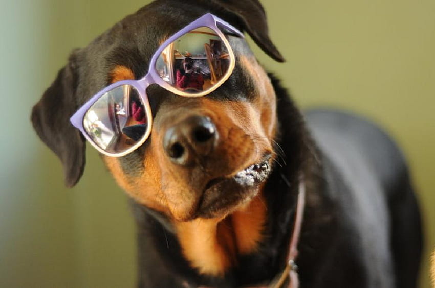 Saya ingin tahu dengan kacamata hitam, anjing, hitam, kacamata hitam, binatang, imut, lucu Wallpaper HD