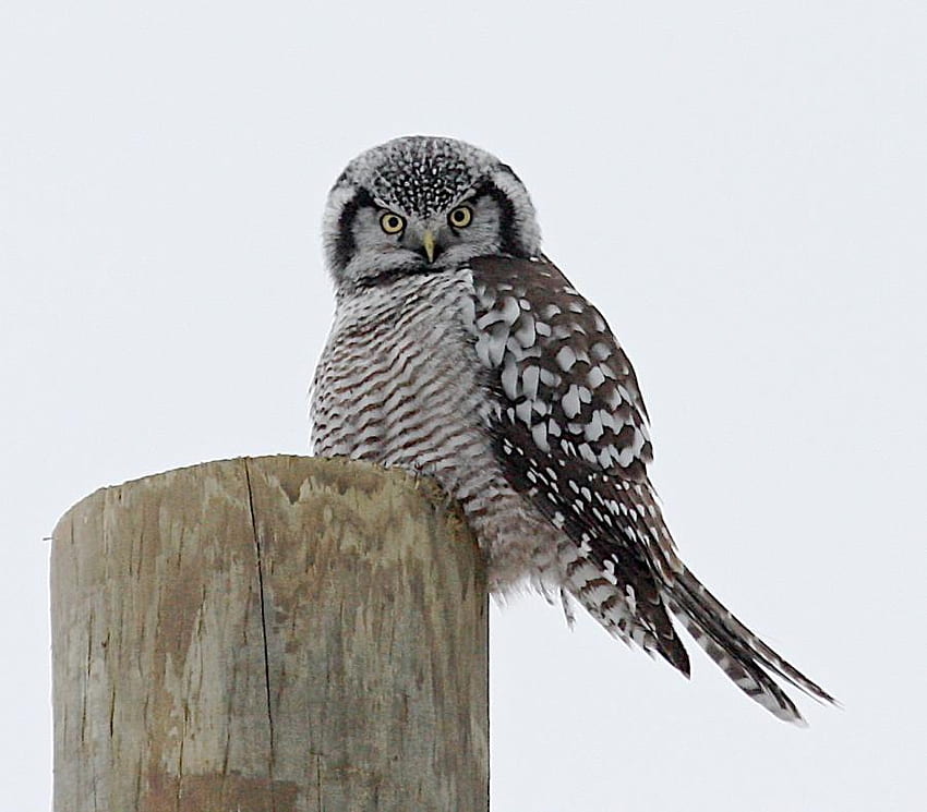 The Lookout, woodpost, birds, animals, perching, owl HD wallpaper