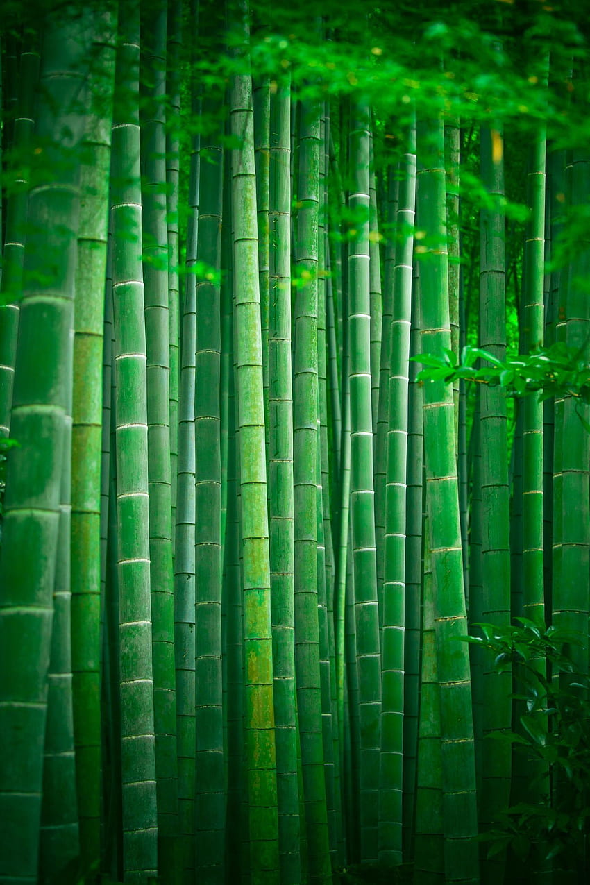 Бамбуков горски парк Япония. Зелена природа, бамбук, бамбукова гора, камакура HD тапет за телефон