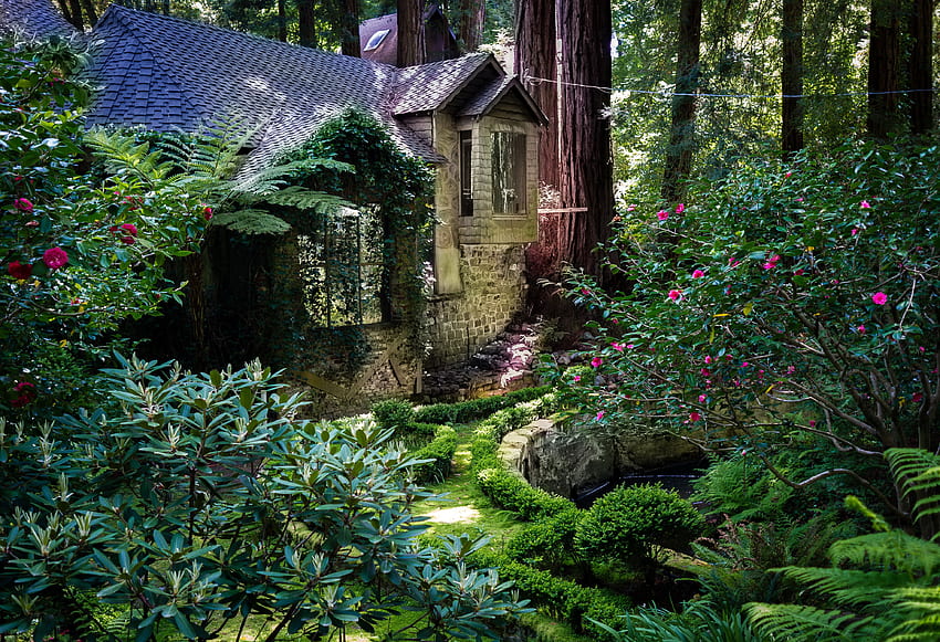 Californie États-Unis Redwood National Park Nature, Séquoias de Californie Fond d'écran HD