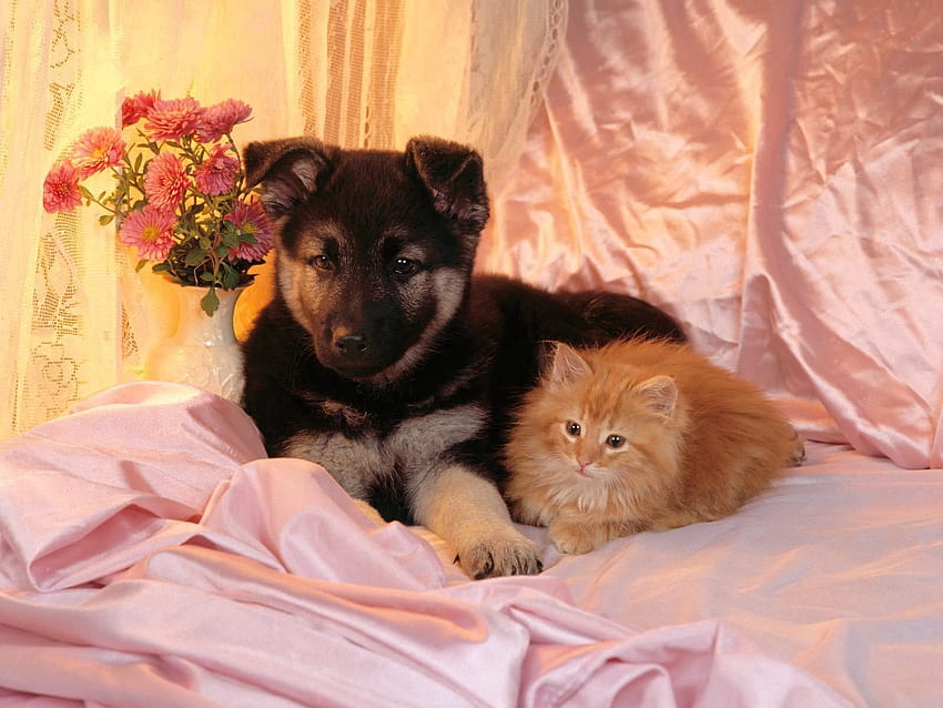 Animals, Kitty, Kitten, Couple, Pair, Dog, Friends HD wallpaper