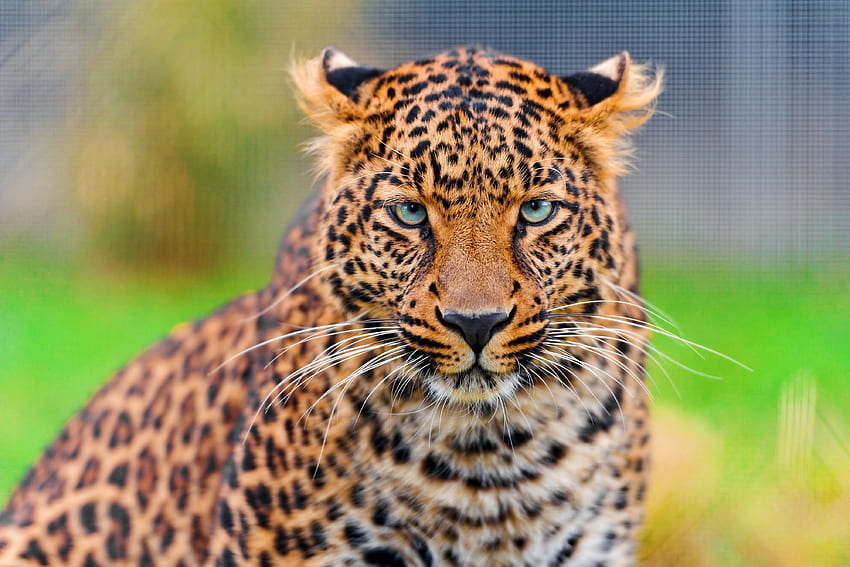 Animais, Leopardo, Focinho, Manchado, Manchado, Predador, Gato Grande papel de parede HD