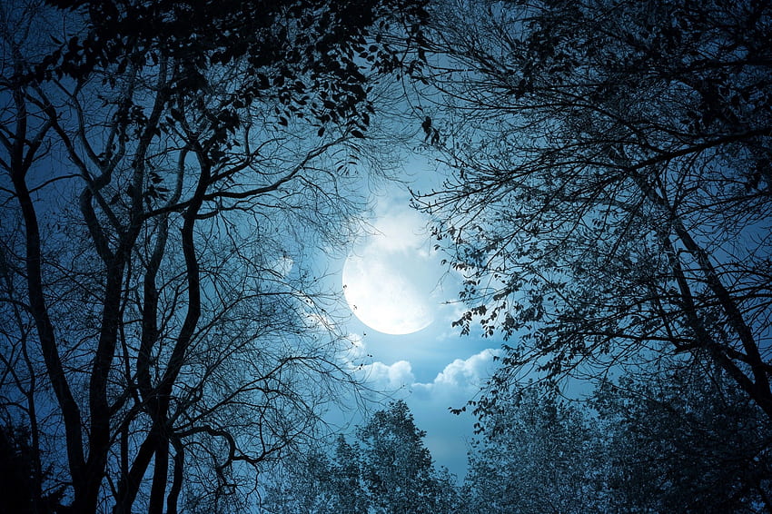 판타지 아트 나무 숲 문 밤 구름 어두운 HD 월페이퍼