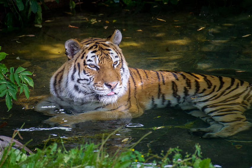 Tiger in Water · Stock, Aggressive Tiger HD wallpaper
