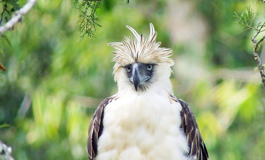 Ehemalige Drogenkonsumenten werden Naturschützer, um den Philippinenadler zu retten. Vogelleben HD-Hintergrundbild