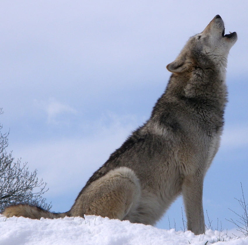 Wolf Howl, kayu, serigala, salju, lolongan Wallpaper HD