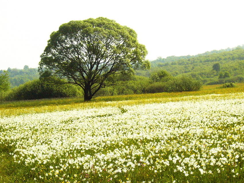 Lembah daffodil, sinar matahari, putih, daffodil, , indah, pohon, satu, bidang, lembah, kuning, selamanya Wallpaper HD
