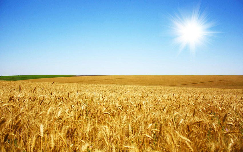 Sonne Weizenfelder, Weizenernte HD-Hintergrundbild