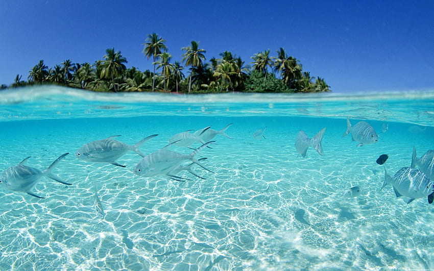 Banco de peces cerca de la isla, bajo el agua, mar • Para ti Para y móvil, bajo el mar fondo de pantalla