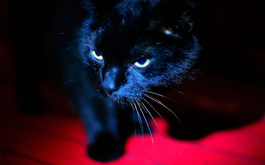 Panther, Katze, Haustier, schwarz HD-Hintergrundbild