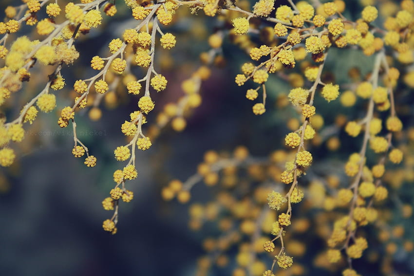 Flowers, Macro, Handsomely, It's Beautiful, Mimosa HD wallpaper