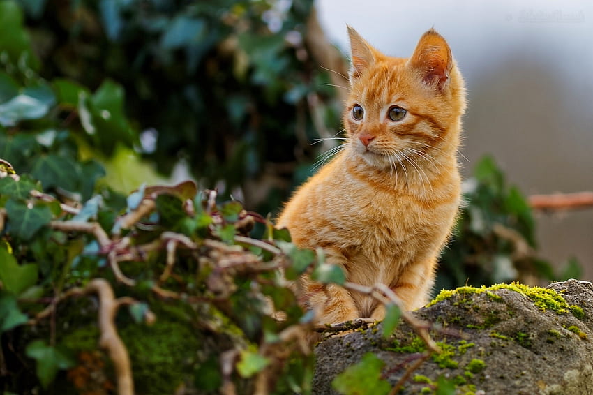 Gattino, pisica, animale, verde, gatto, arancia, zenzero Sfondo HD