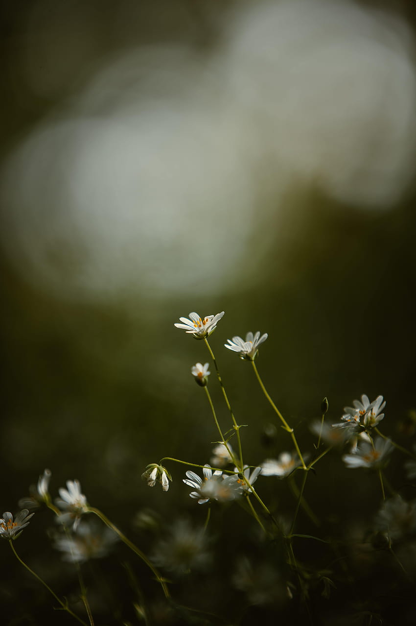 꽃, 잔디, 꽃잎, 초점, 스타, Zvezdchatka HD 전화 배경 화면