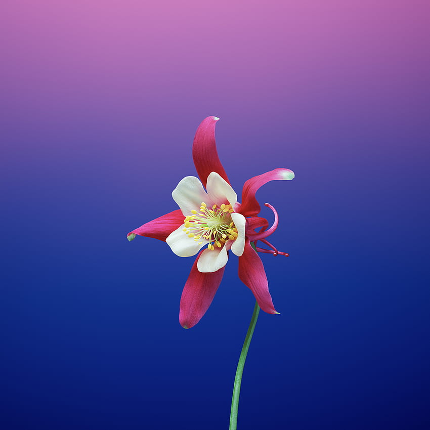 ios 11, kwiat, gradient, orlik Tapeta na telefon HD