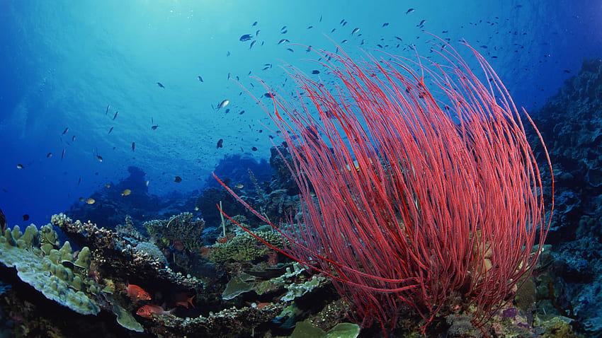 Rośliny Wodne W Oceanie Spokojnym Tapeta HD