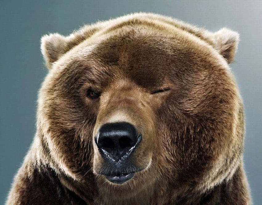 Смешна мечка, готина, смешна, мечка HD тапет