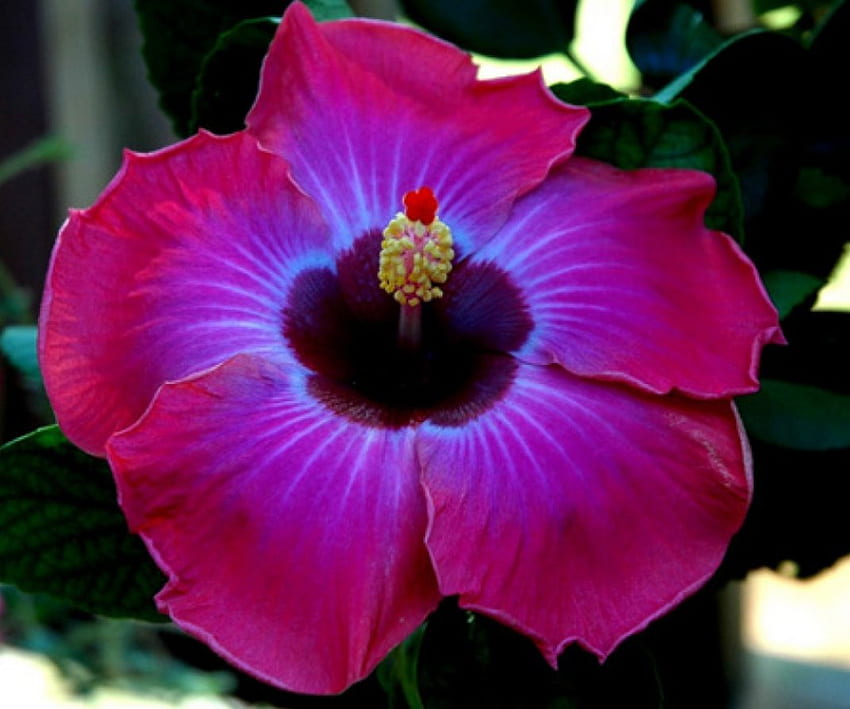 Hibiscus ธรรมชาติ ดอกไม้ ใกล้ชิด กลีบดอก วอลล์เปเปอร์ HD