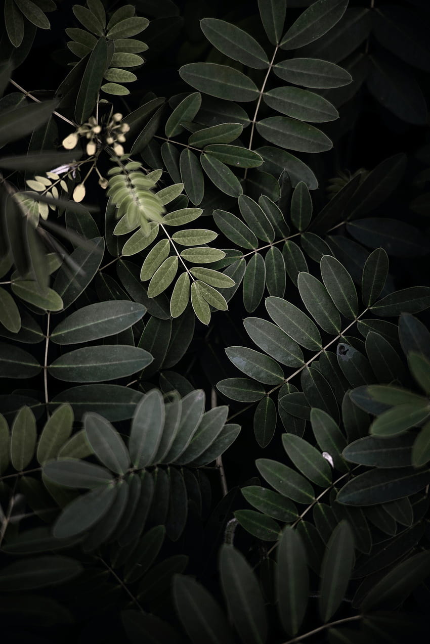 Leaves, Bush, Macro, Dark, Acacia HD phone wallpaper