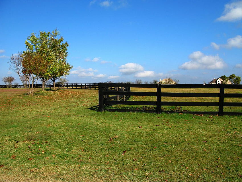 Ranch-Hintergrund, Rinderfarm HD-Hintergrundbild