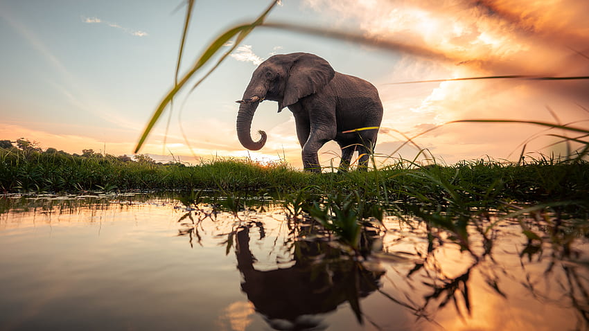象は水の象に夕日の反射中に青い空を背景に芝生の上に立っています。 高画質の壁紙