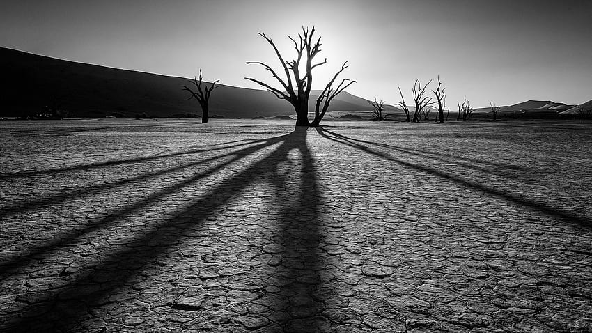 Preview desert, rocks, plants, drought, black and white HD wallpaper