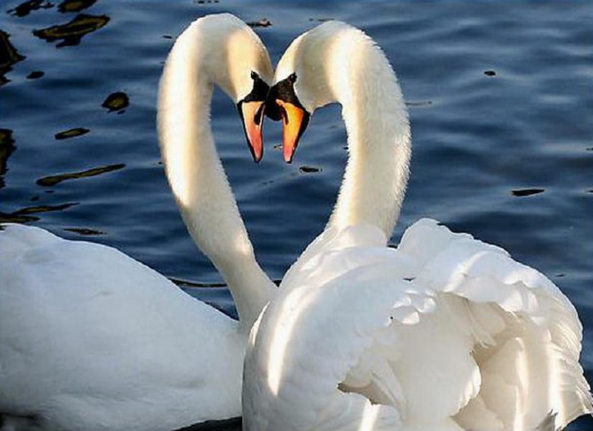 So in Love, swans, white, sunlight, pretty, pair, heart, water, lake HD wallpaper