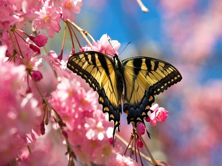 cherry blossom, pink, butterfly, cherry, spring, blossom HD wallpaper